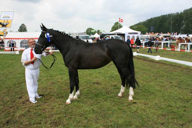 ktl. 16, Maja 208333OL0901112 - 23 & ærespræmie - tilh. Jens Chr. Hermann, Højer